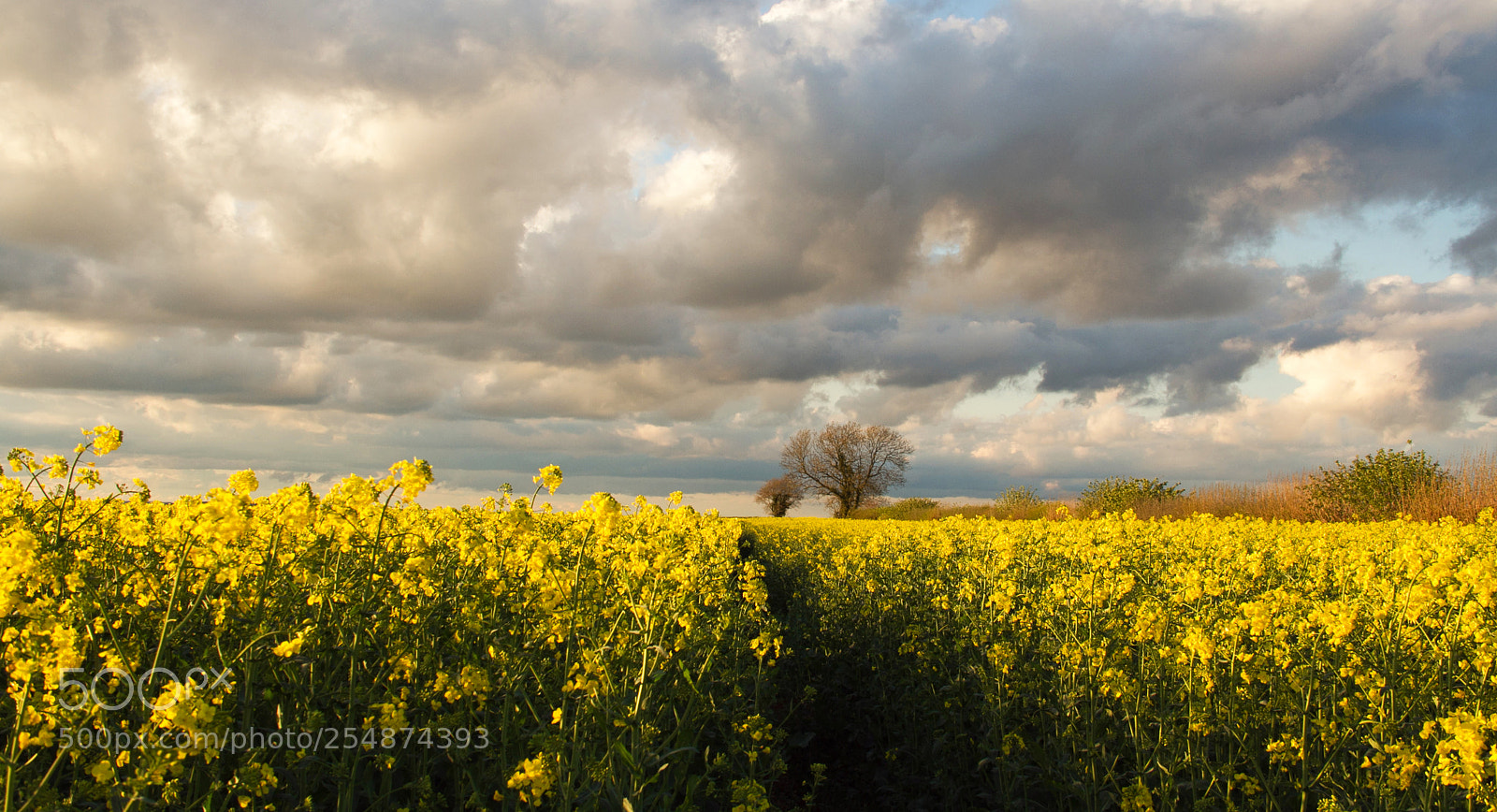 Canon EOS 7D sample photo. Spring field  2 photography