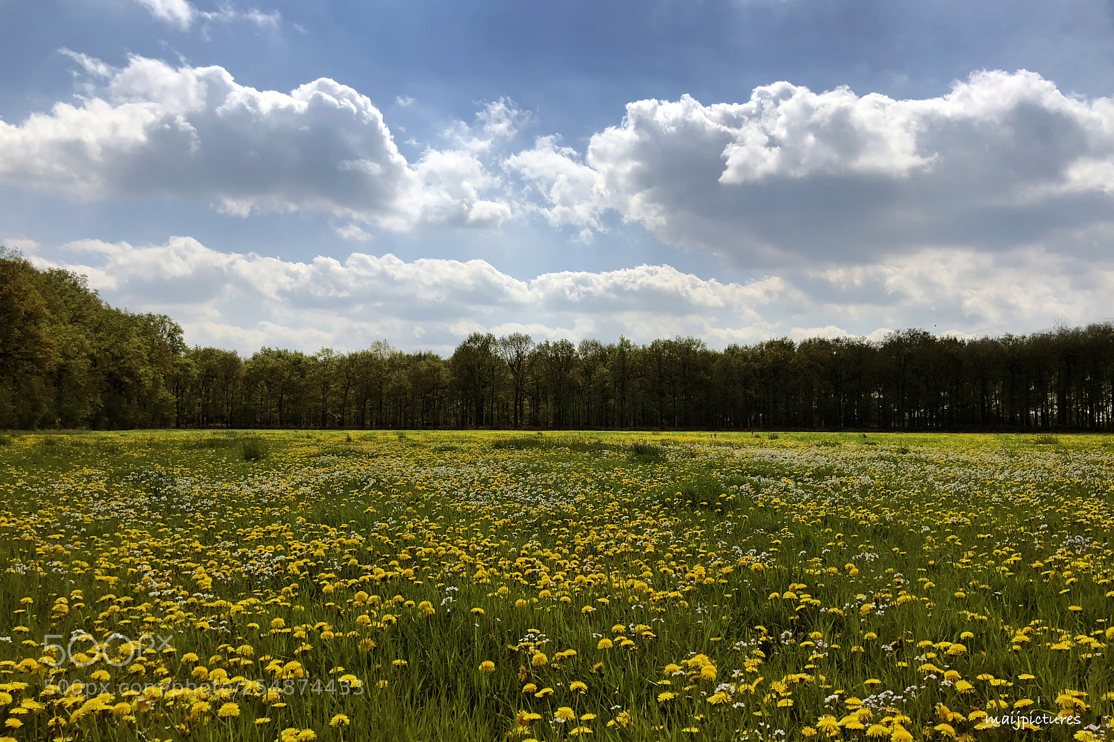 Apple iPhone X sample photo. A field of flowers photography