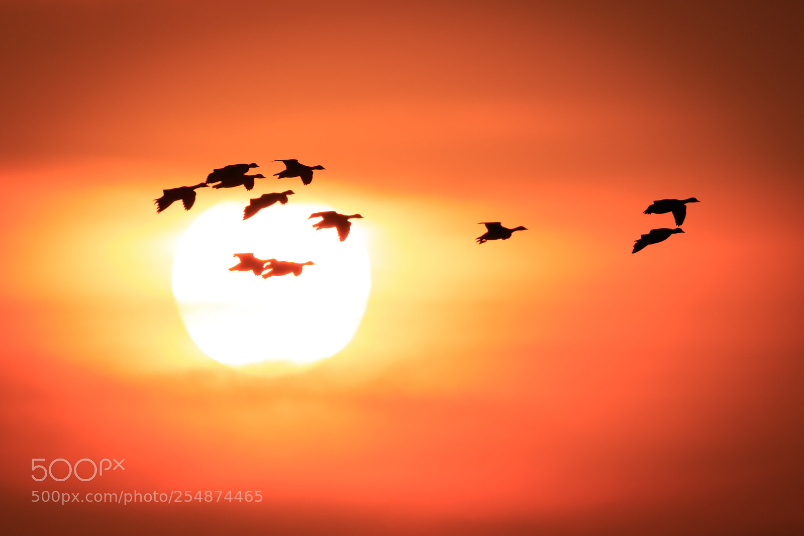 Canon EOS 7D Mark II sample photo. Sunset and goose photography