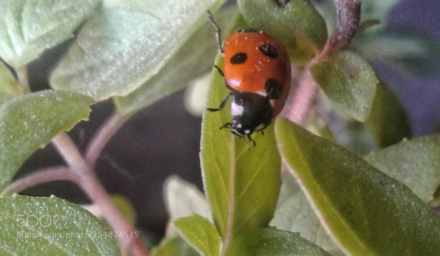 Samsung Galaxy J2 sample photo. Ladybug? photography