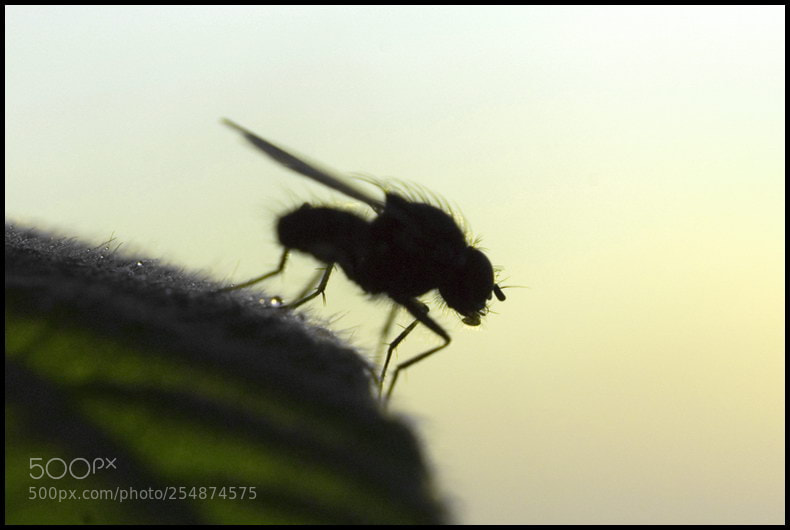 Sony Alpha DSLR-A100 sample photo. Pretty fly photography