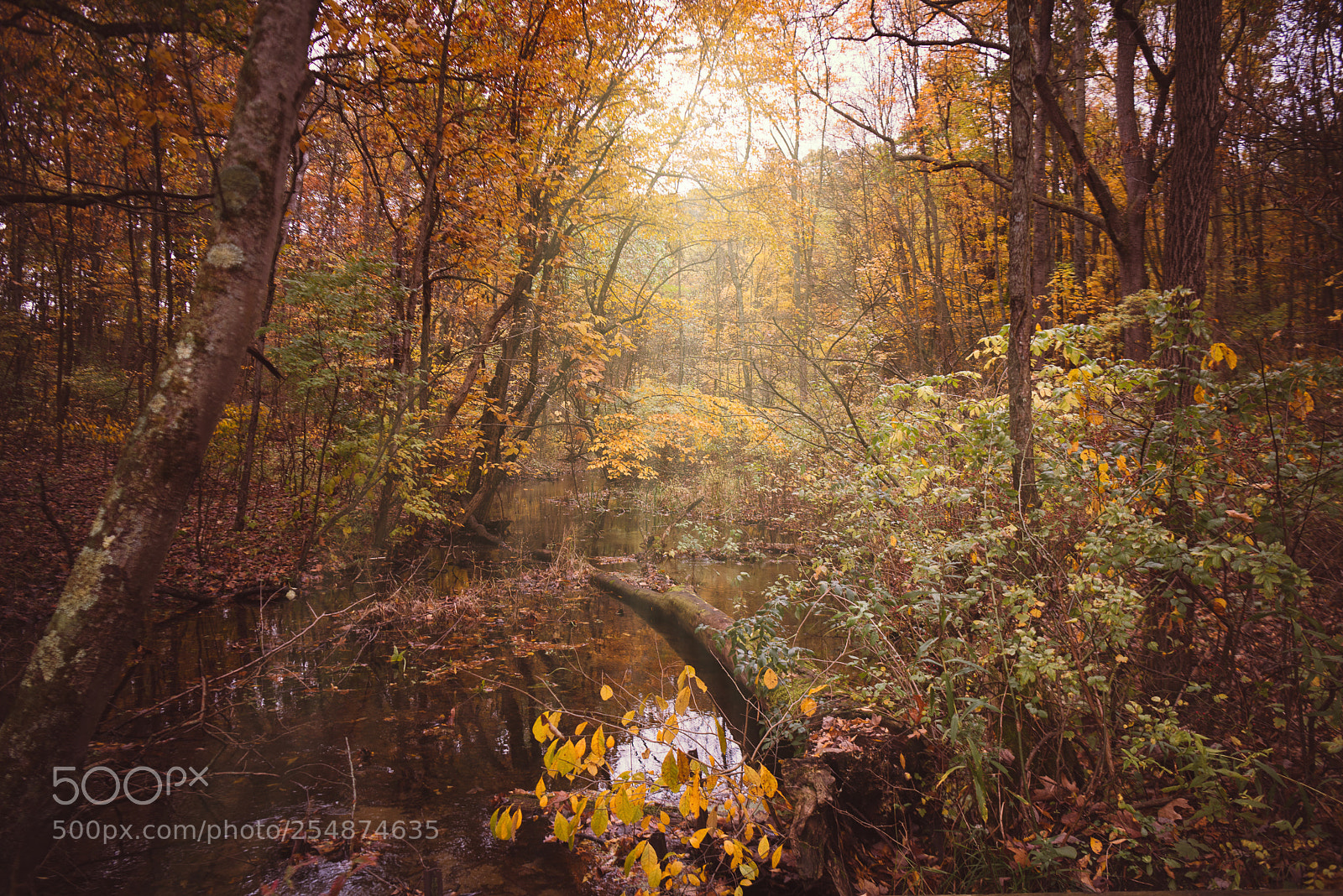 Nikon D810 sample photo. Fall sunlight in lawless photography