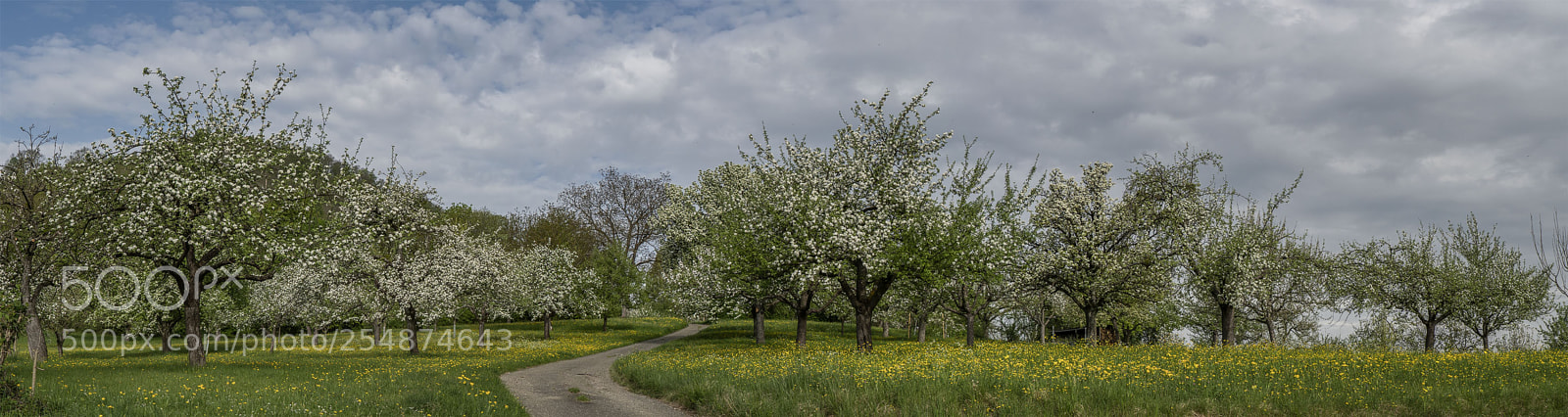 Sony a6300 sample photo. Baumblüte photography