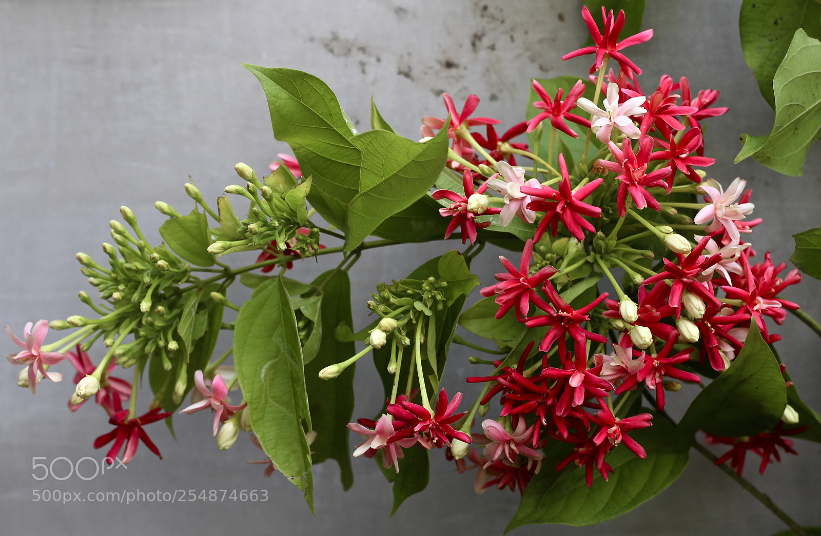 Canon EOS 700D (EOS Rebel T5i / EOS Kiss X7i) sample photo. Rangoon creeper photography