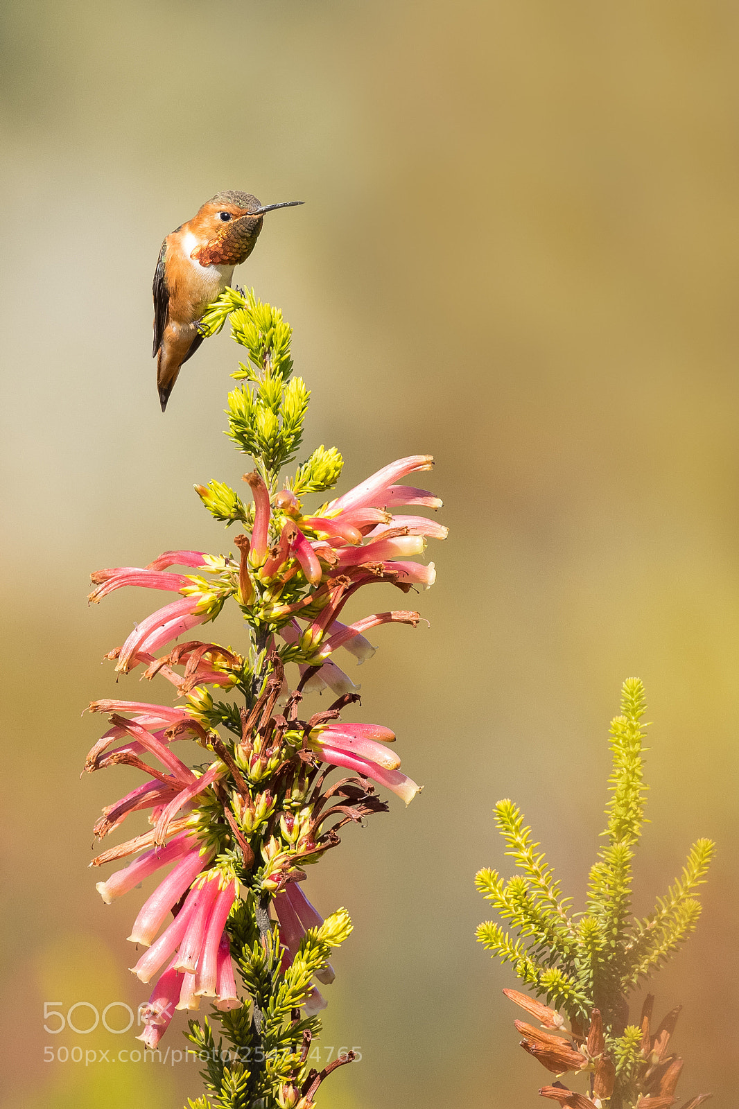 Canon EOS 5D Mark IV sample photo. Allen's hummingbird photography