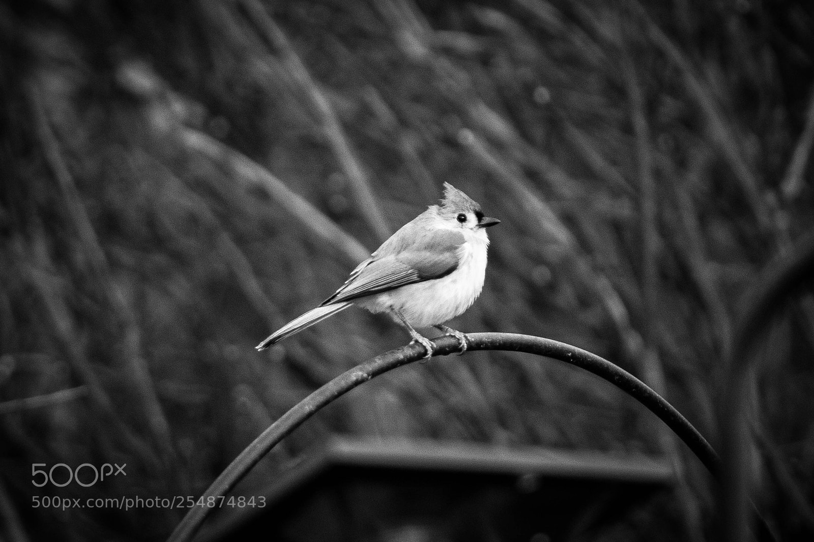 Canon EOS 7D sample photo. Bird 2 photography