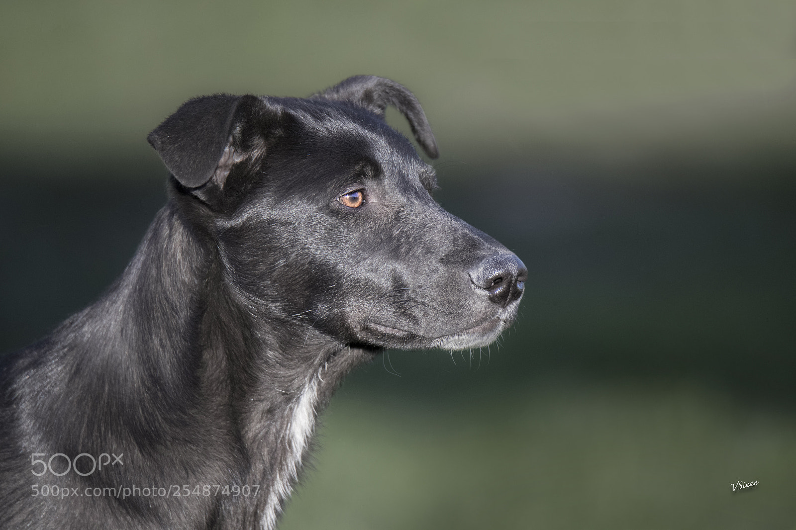 Canon EOS-1D X Mark II sample photo. Dog photography