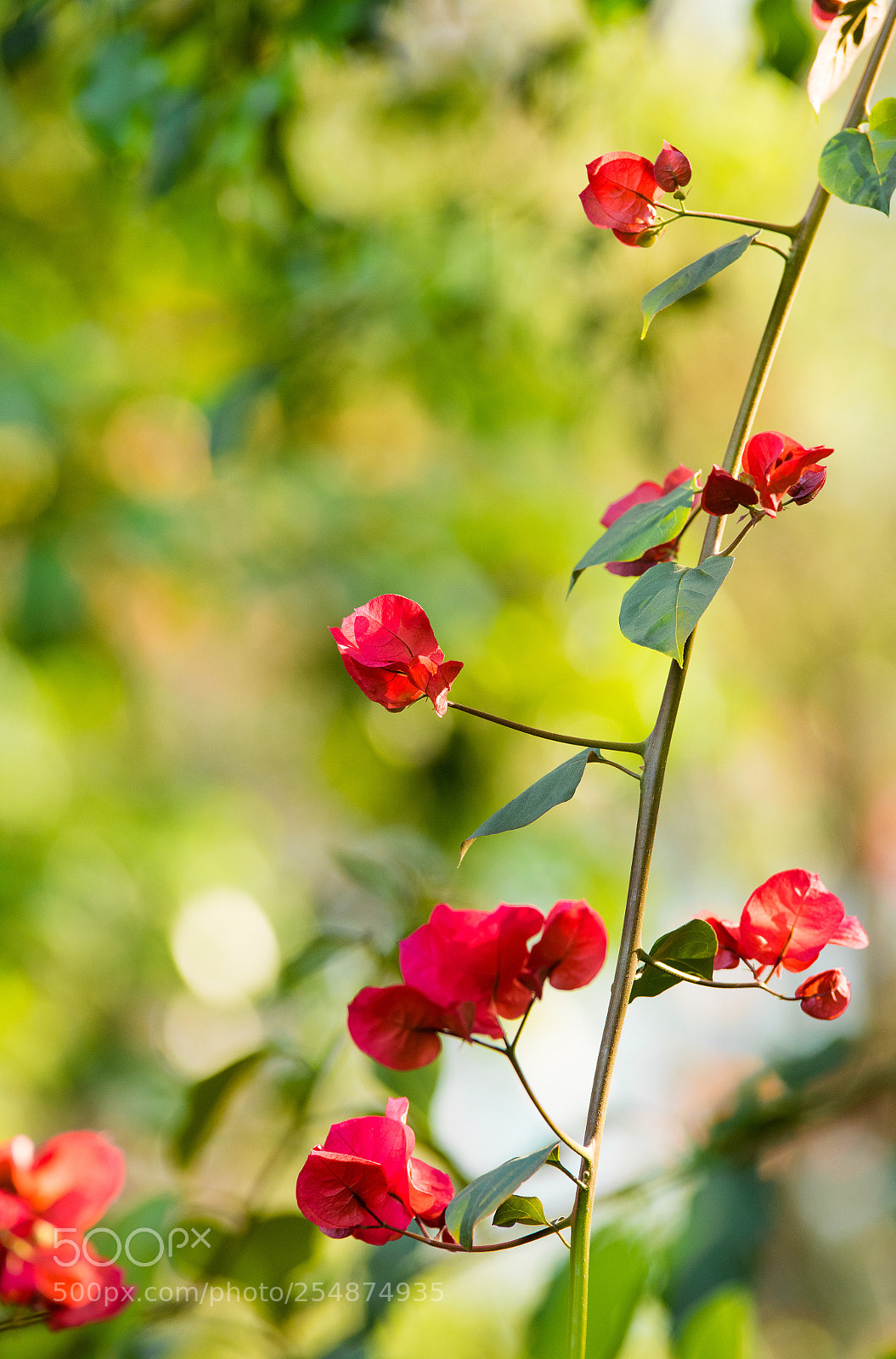 Nikon D810 sample photo. Booming photography