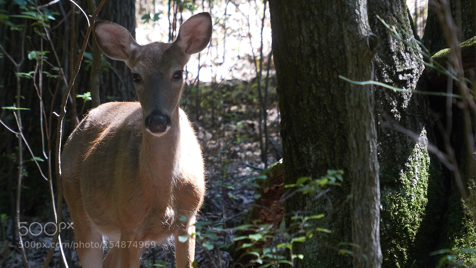 Panasonic Lumix DMC-FZ200 sample photo. The look photography
