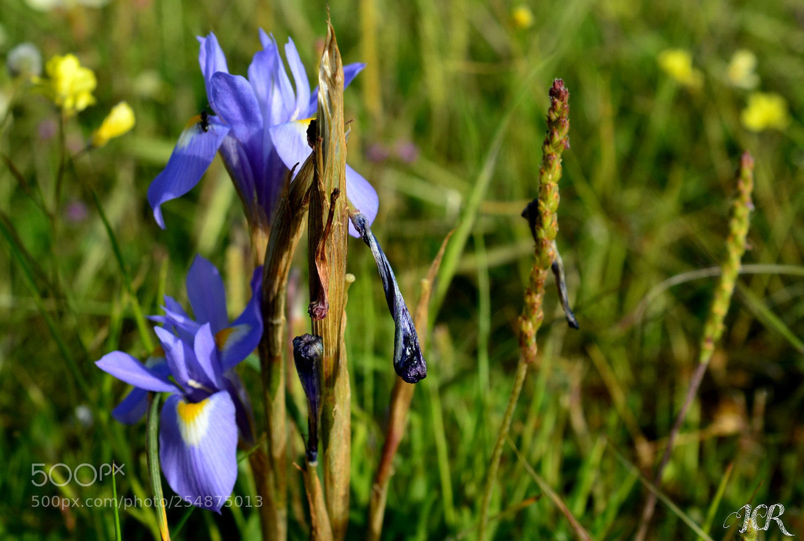 Nikon D5200 sample photo. Lilas photography