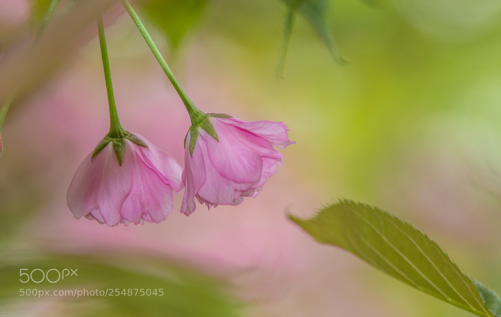 Nikon D800 sample photo. Pink beauty photography