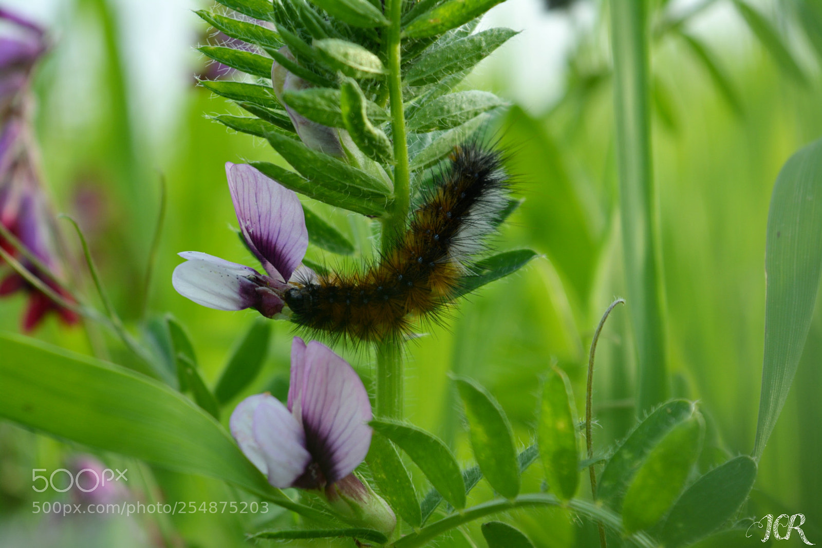 Nikon D5200 sample photo. Lobito photography