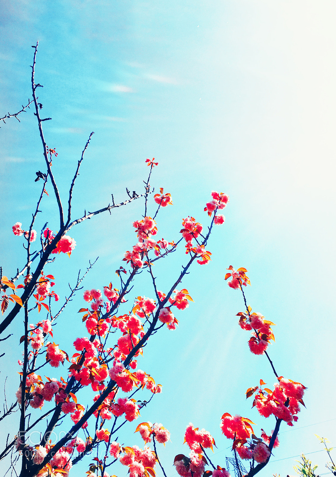 Apple iPhone 6s sample photo. Blooming photography