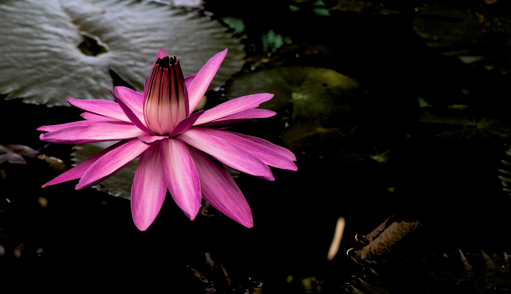 Canon EOS 750D (EOS Rebel T6i / EOS Kiss X8i) + Canon EF-S 24mm F2.8 STM sample photo. Majestic lotus flower bloom photography