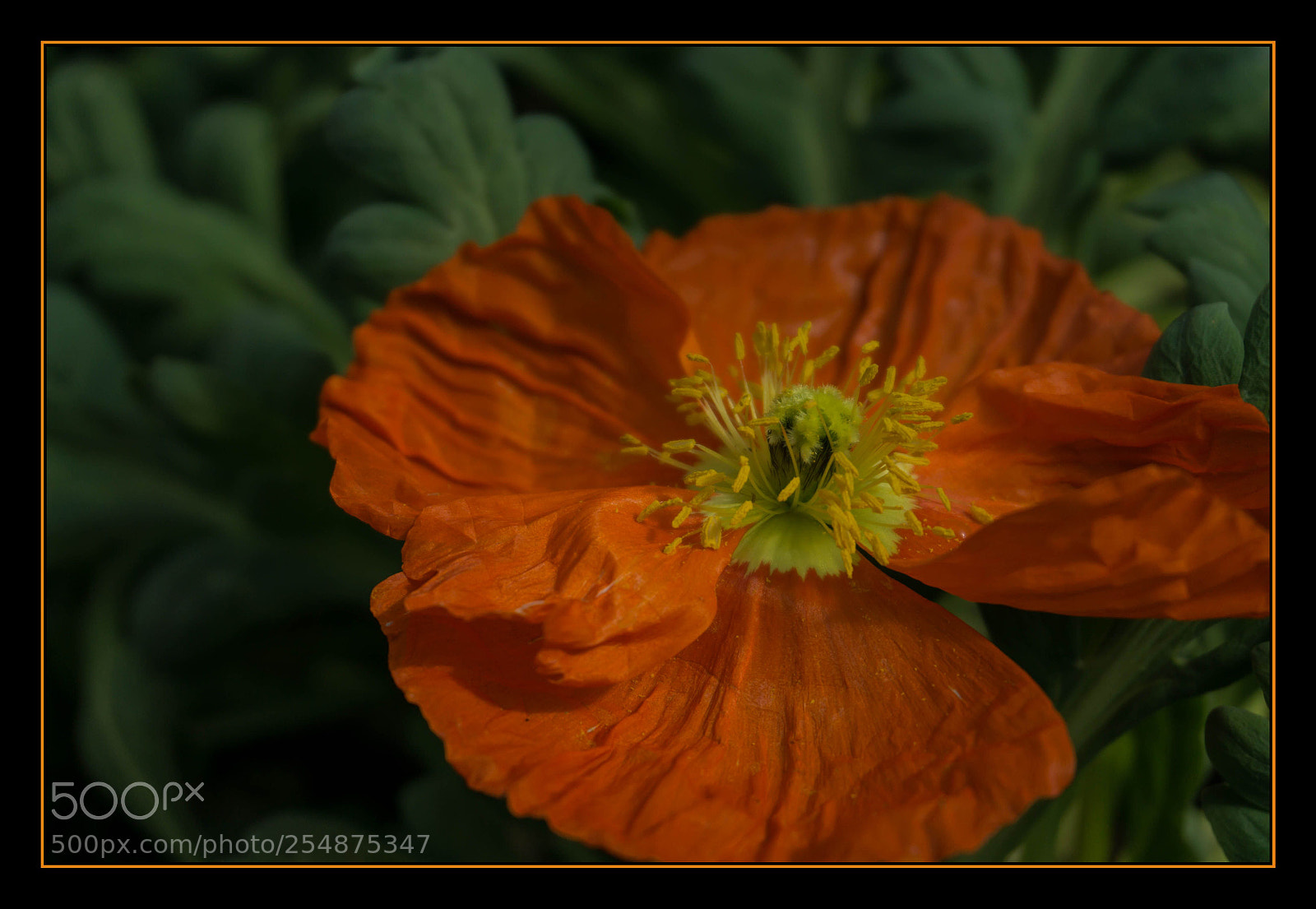 Sony a6000 sample photo. Wrinkled photography