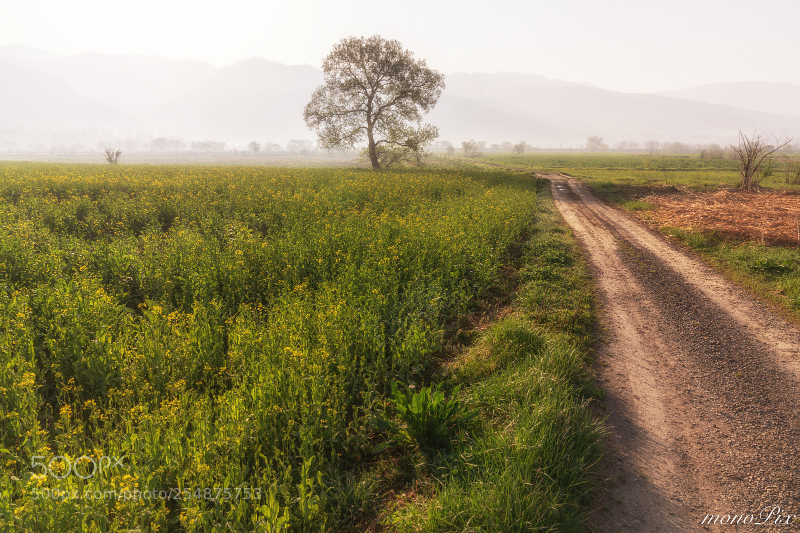 Sony a7R III sample photo. In the foggy morning photography