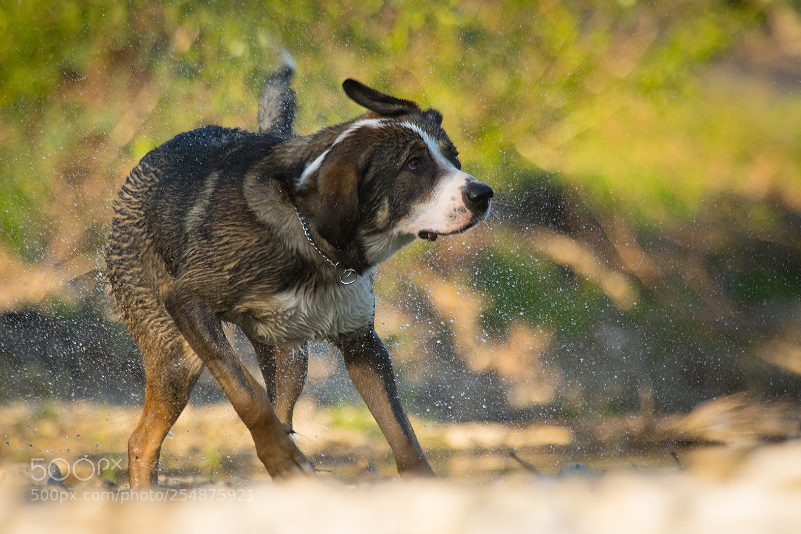 Canon EOS 7D Mark II sample photo. Dog photography