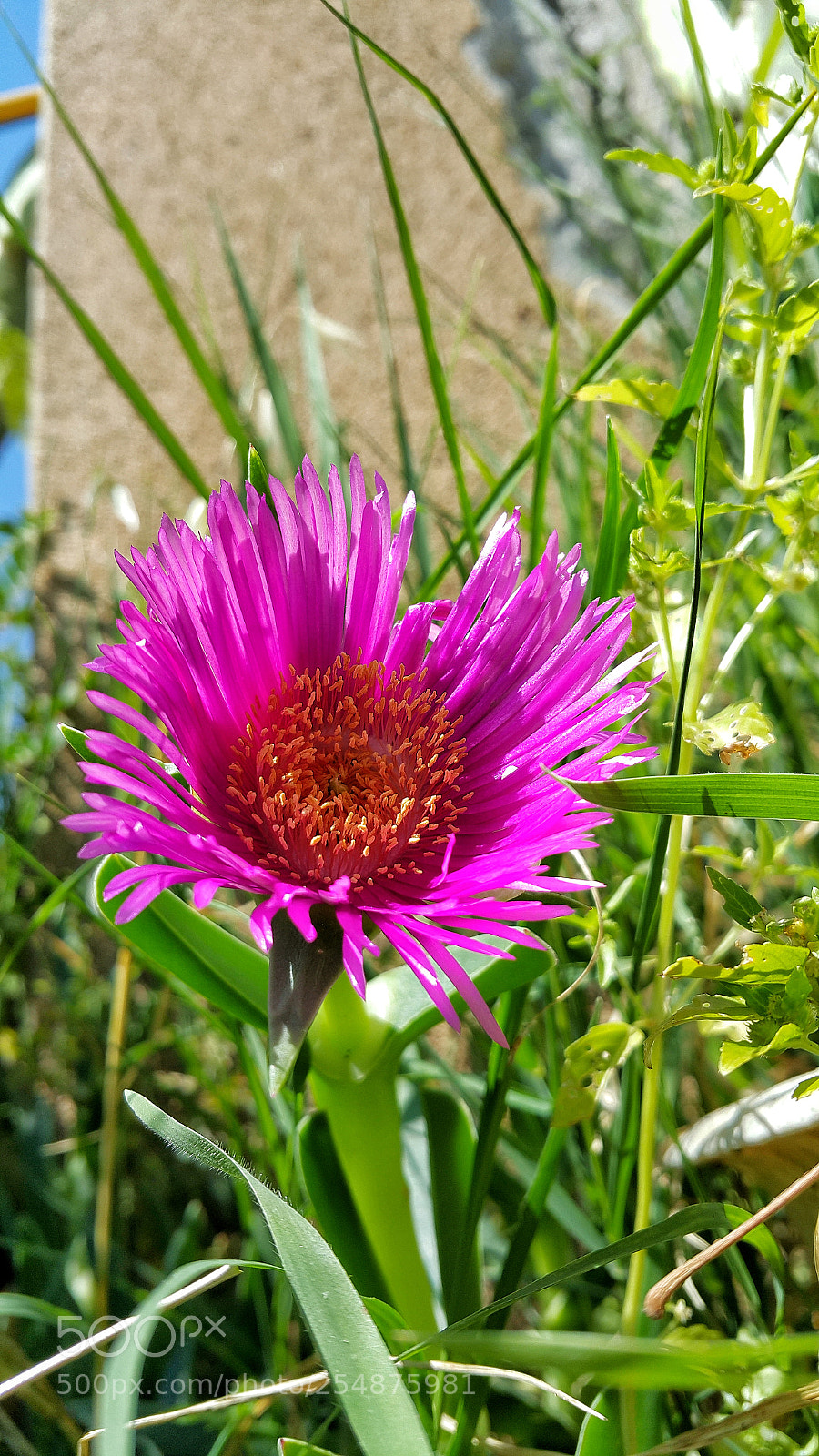 Samsung Galaxy Note4 sample photo. Purple ice plant photography