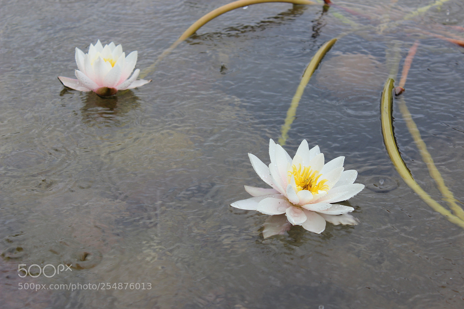 Canon EOS 600D (Rebel EOS T3i / EOS Kiss X5) sample photo. Lelija photography
