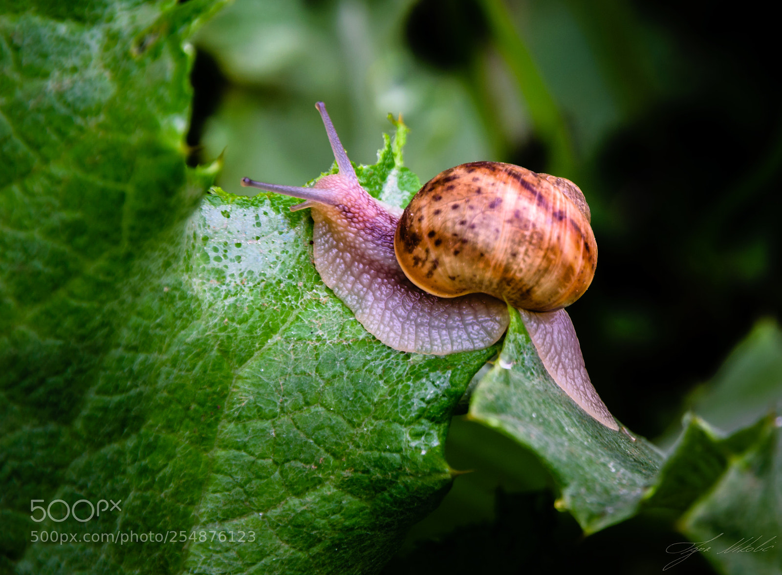 Nikon D5300 sample photo. Snail photography
