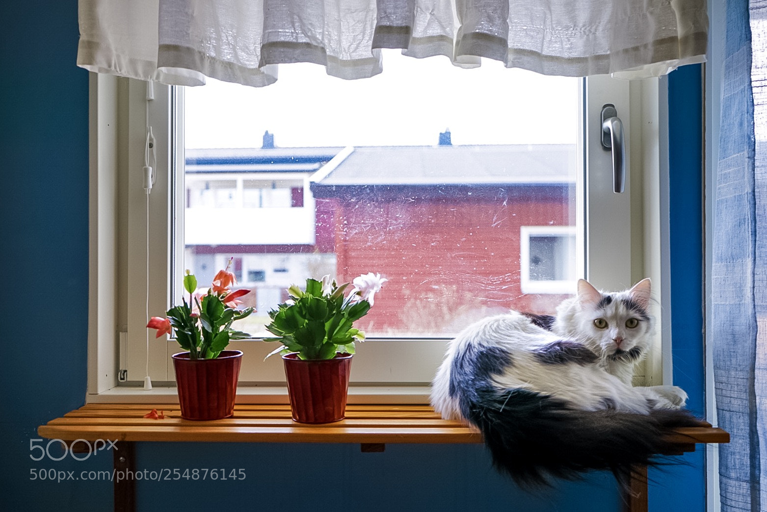 Sony a7 II sample photo. Swedish cat life photography