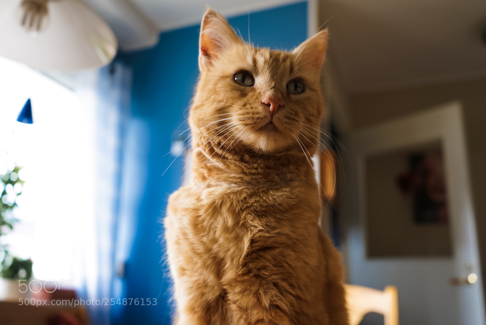 Sony a7 II sample photo. Swedish cat life photography