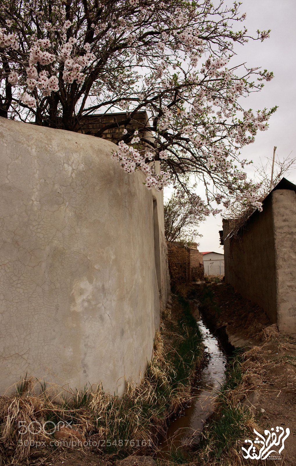Canon EOS 80D sample photo. Flowwr bud in vasheghan photography