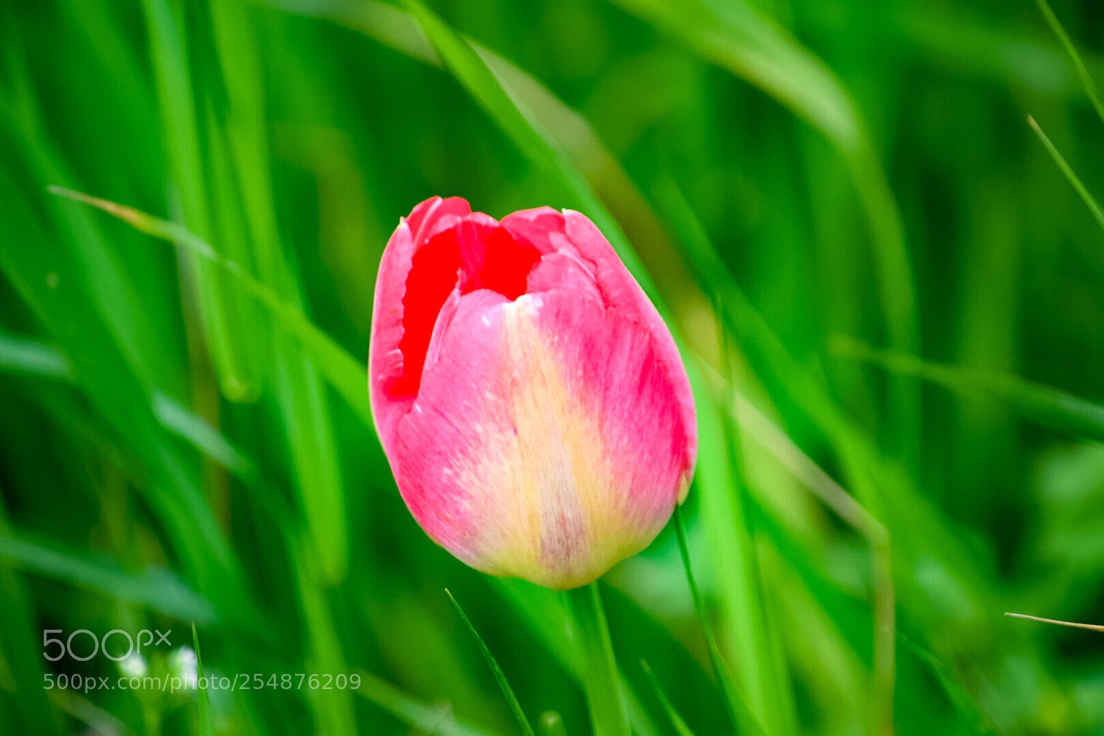 Nikon D3300 sample photo. Tulip photography