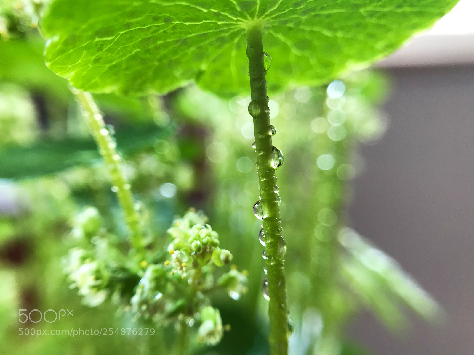 Apple iPhone 7 sample photo. The droplets shine bright photography