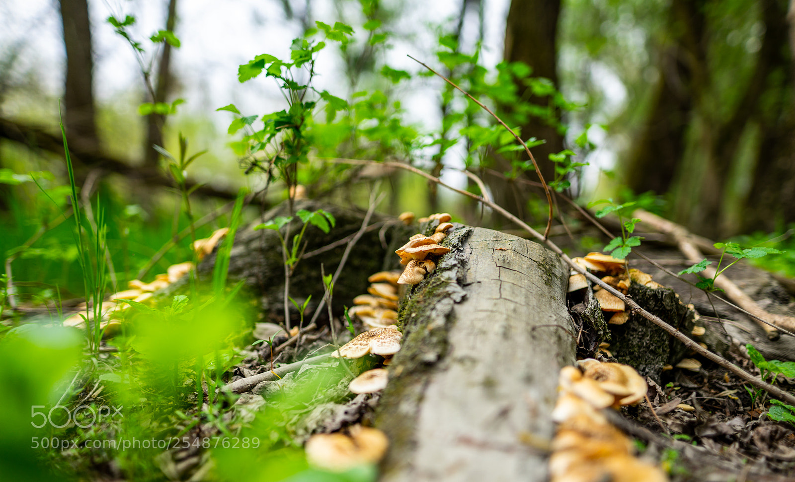 Sony a7 II sample photo. Flood basin flora photography
