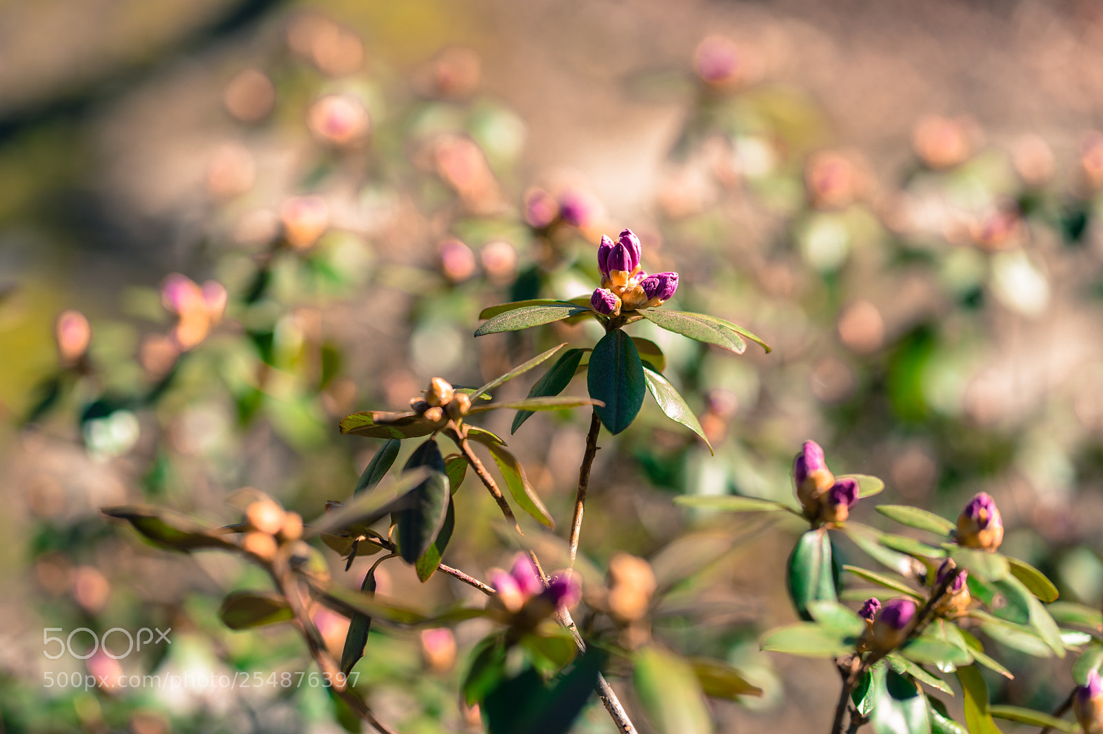Sony a7 II sample photo. Rhododendron photography