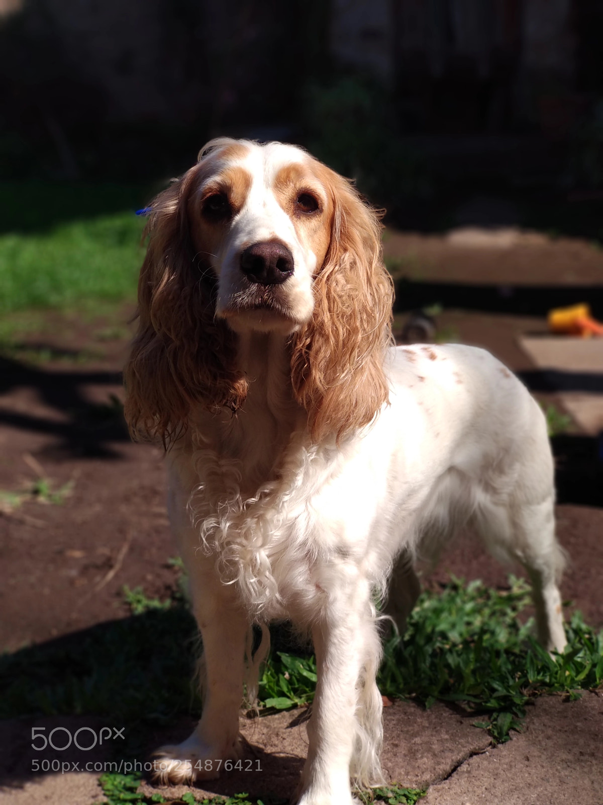 Xiaomi Mi A1 sample photo. Island the dog photography