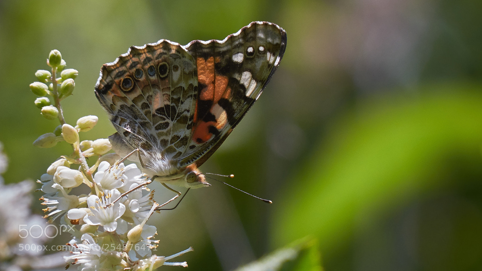 Panasonic Lumix DMC-FZ200 sample photo. Painted lady photography