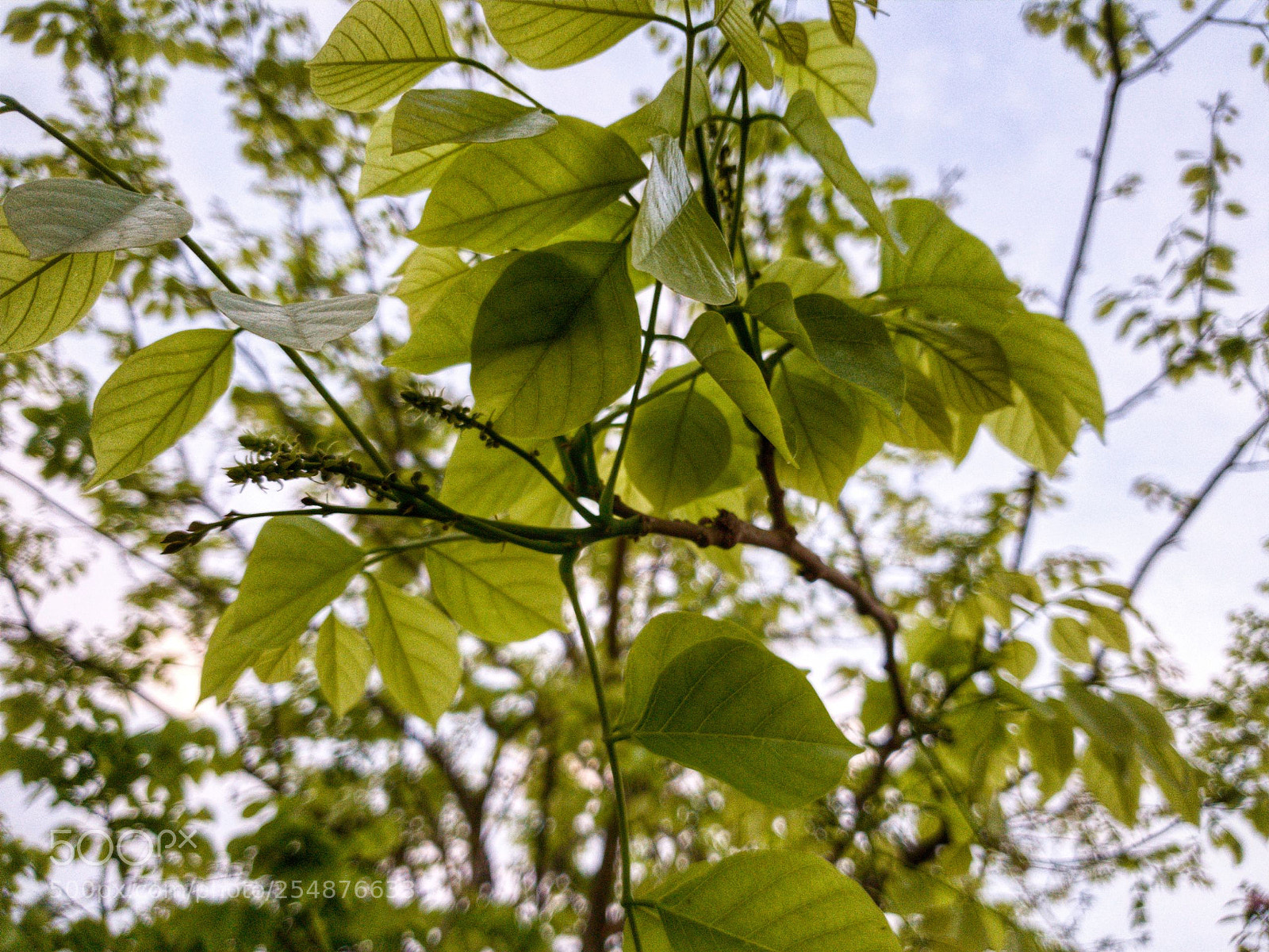 Samsung Galaxy S9+ sample photo. Spring is here!!! photography