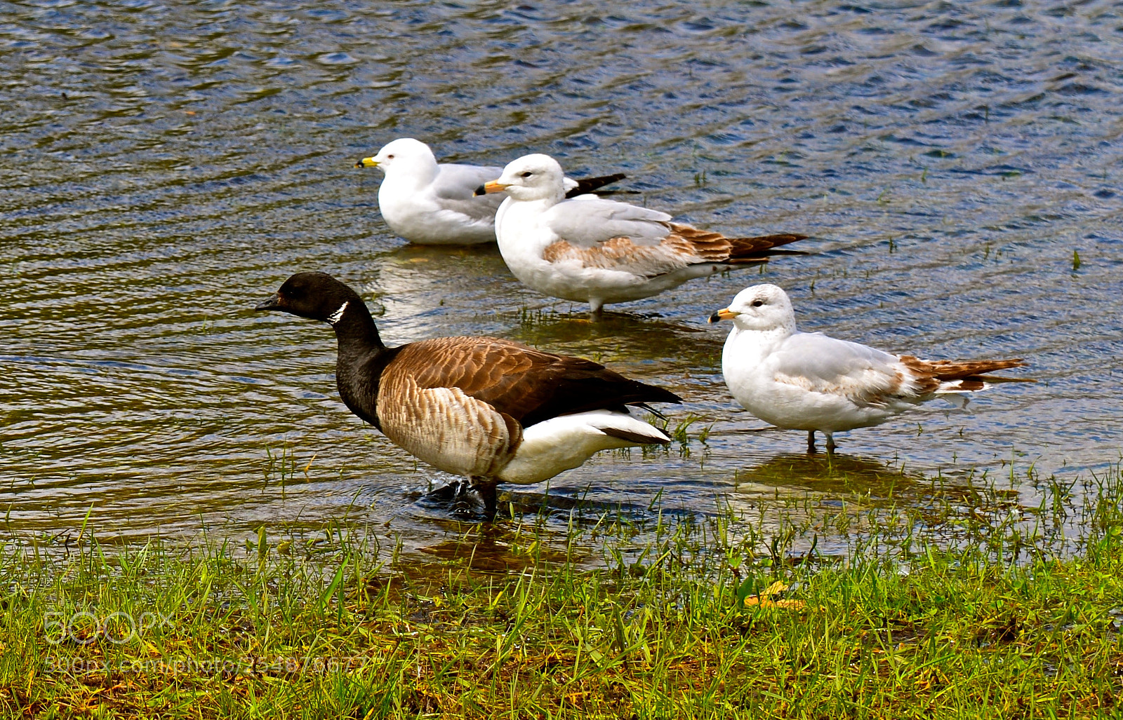 Nikon D600 sample photo. Shore birds photography