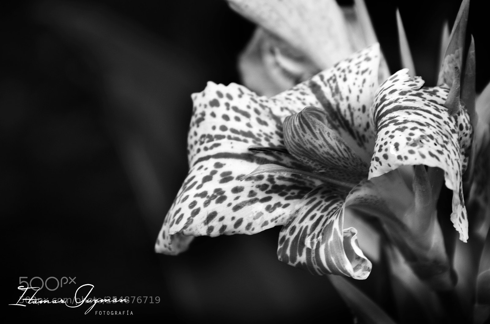 Nikon D7000 sample photo. Flor photography