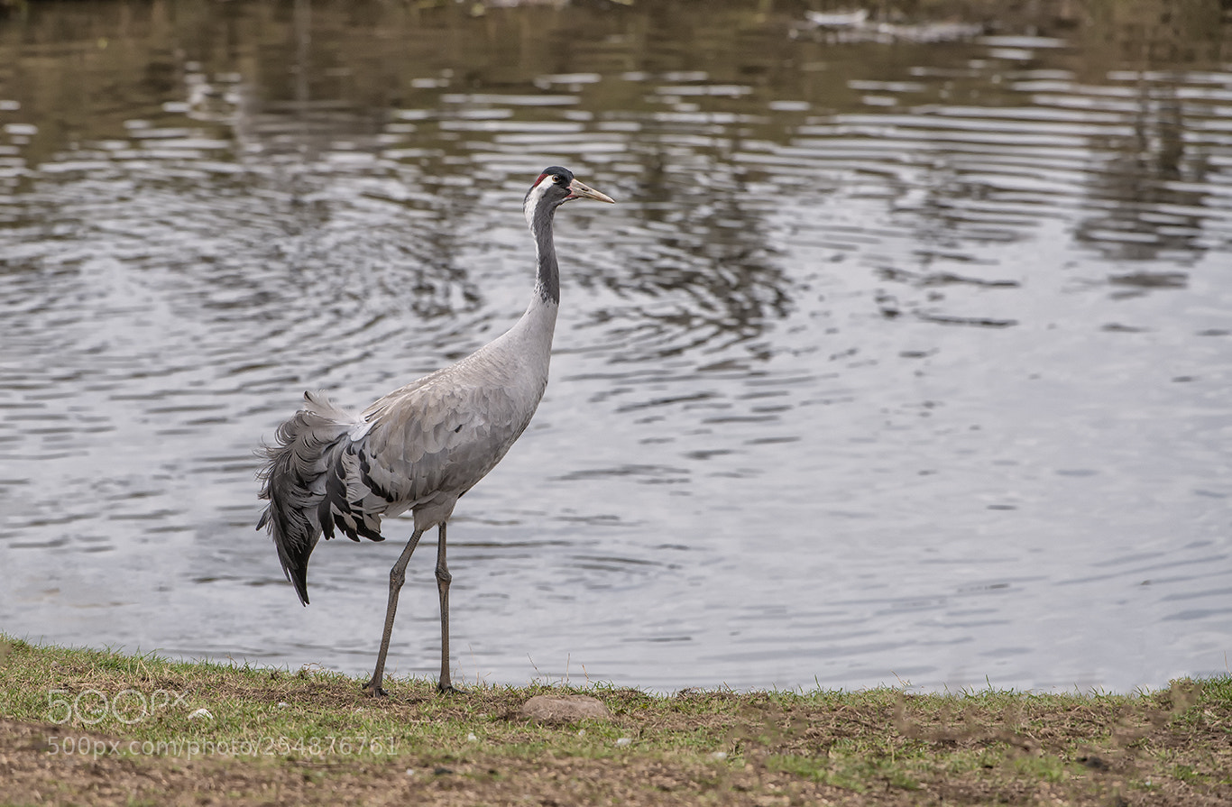 Nikon D800E sample photo. Crane photography