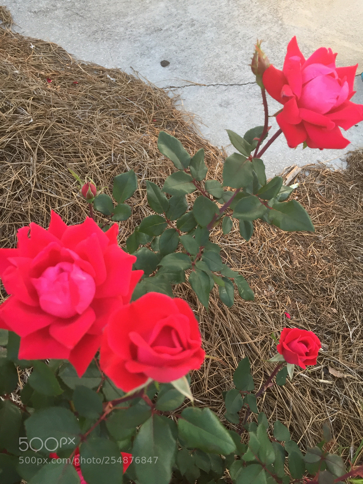 Apple iPhone 6 sample photo. Untitled photography