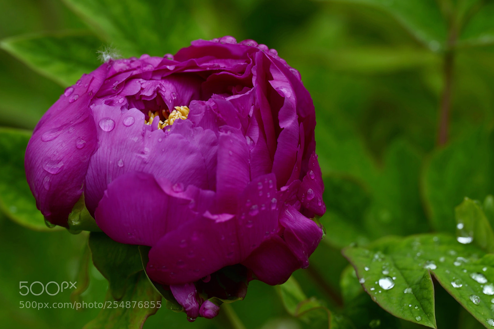 Leica SL (Typ 601) sample photo. Untitled photography