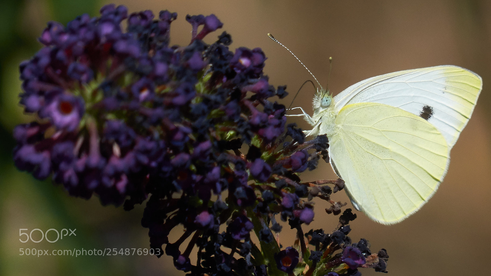 Panasonic Lumix DMC-FZ200 sample photo. Proboscis photography