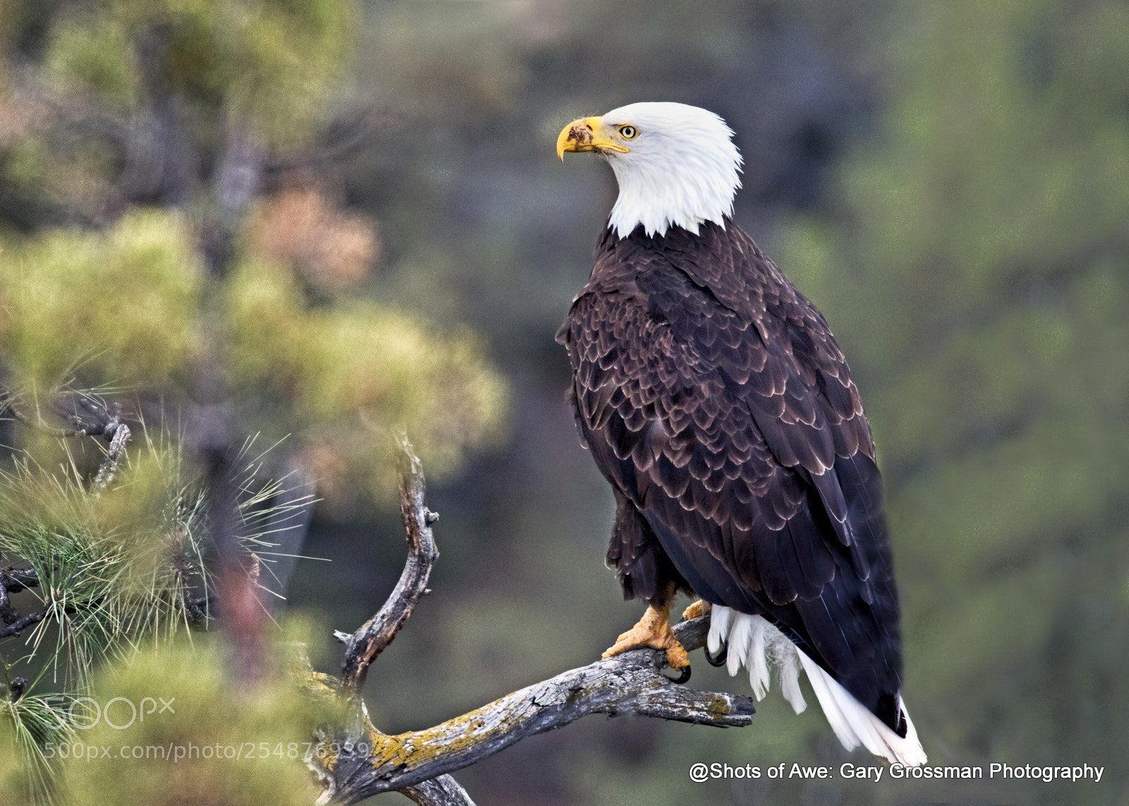 Canon EOS 7D Mark II sample photo. Sitting pretty photography