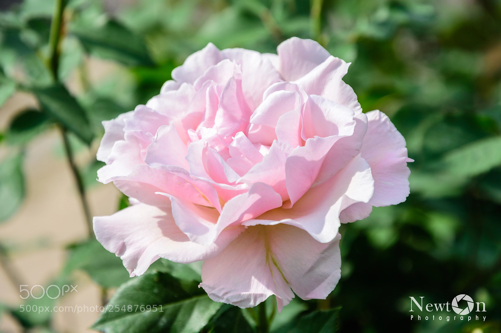 Nikon D7200 sample photo. Rose rose photography