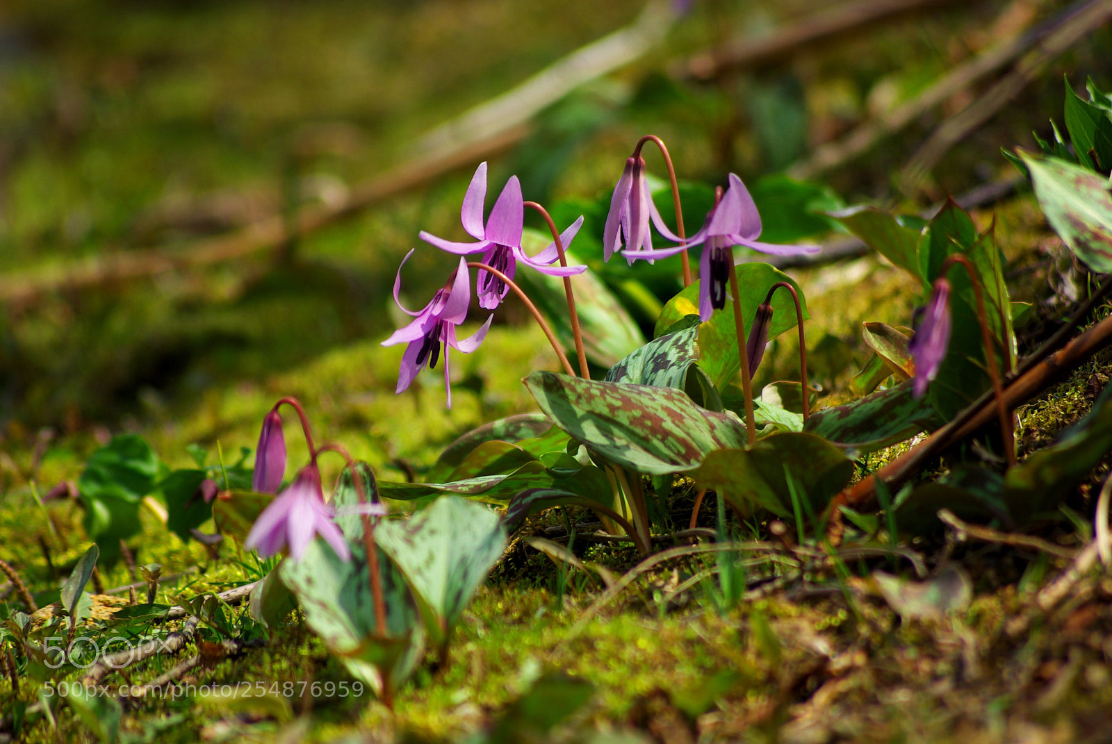 Pentax K10D sample photo. Spring ephemeral katakuri dogtooth photography