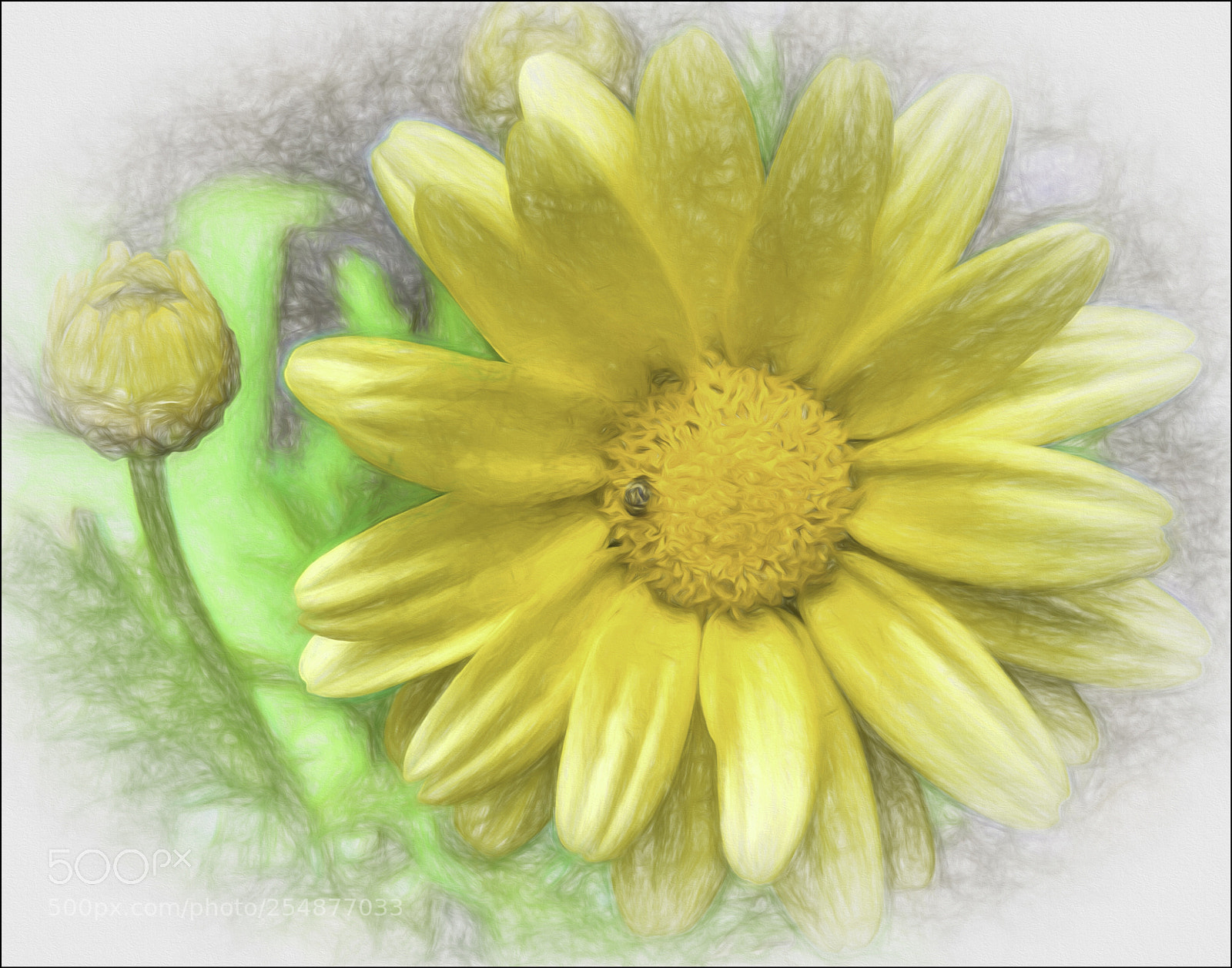 Pentax K-70 sample photo. Yellow daisy photography