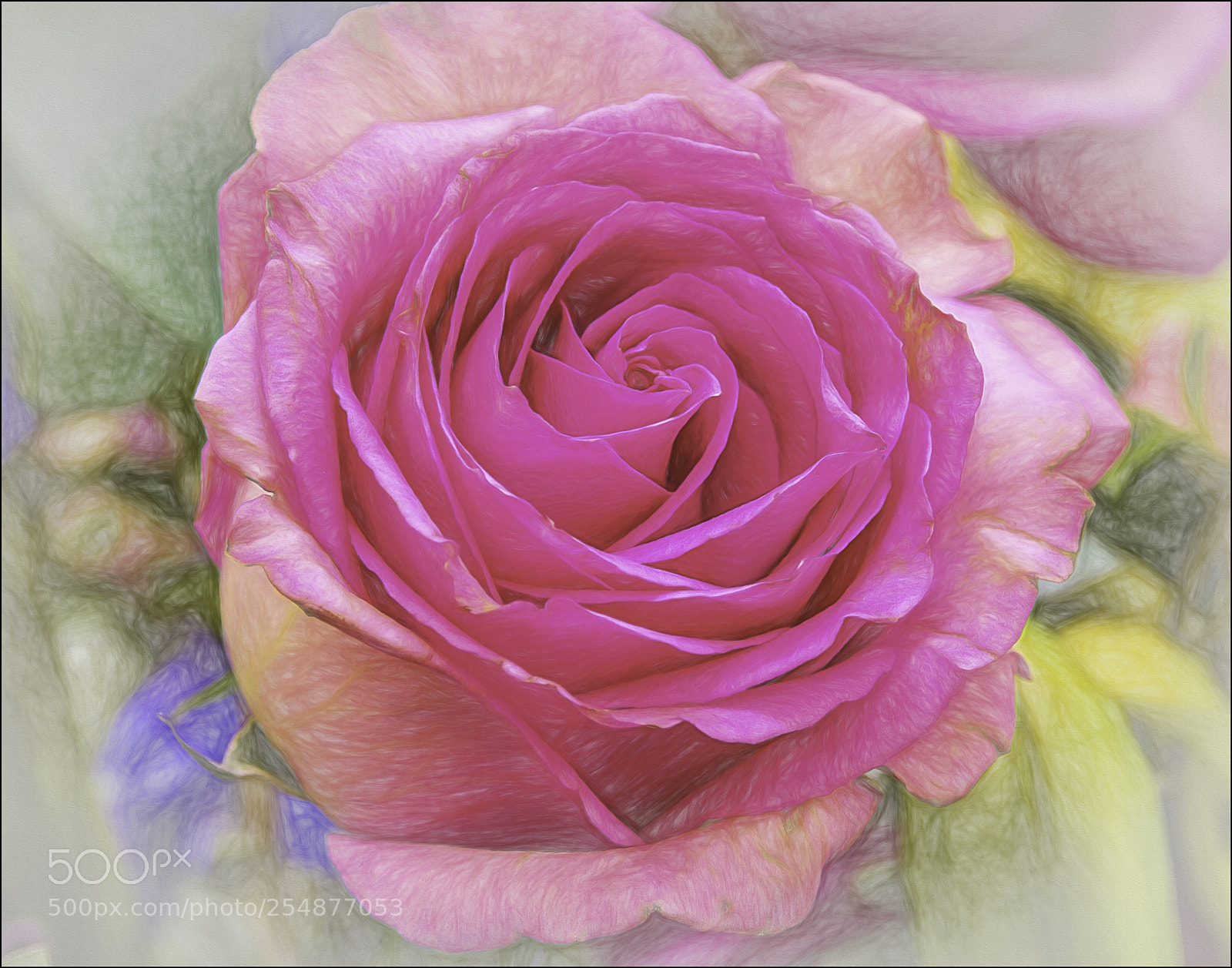 Pentax K-70 sample photo. Rose photography