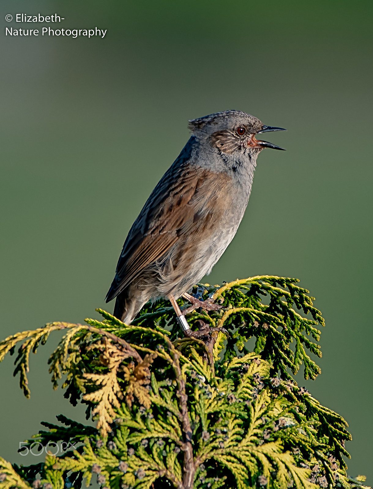 Nikon AF-S Nikkor 200-500mm F5.6E ED VR sample photo. Dunnock (prunella modularis) photography