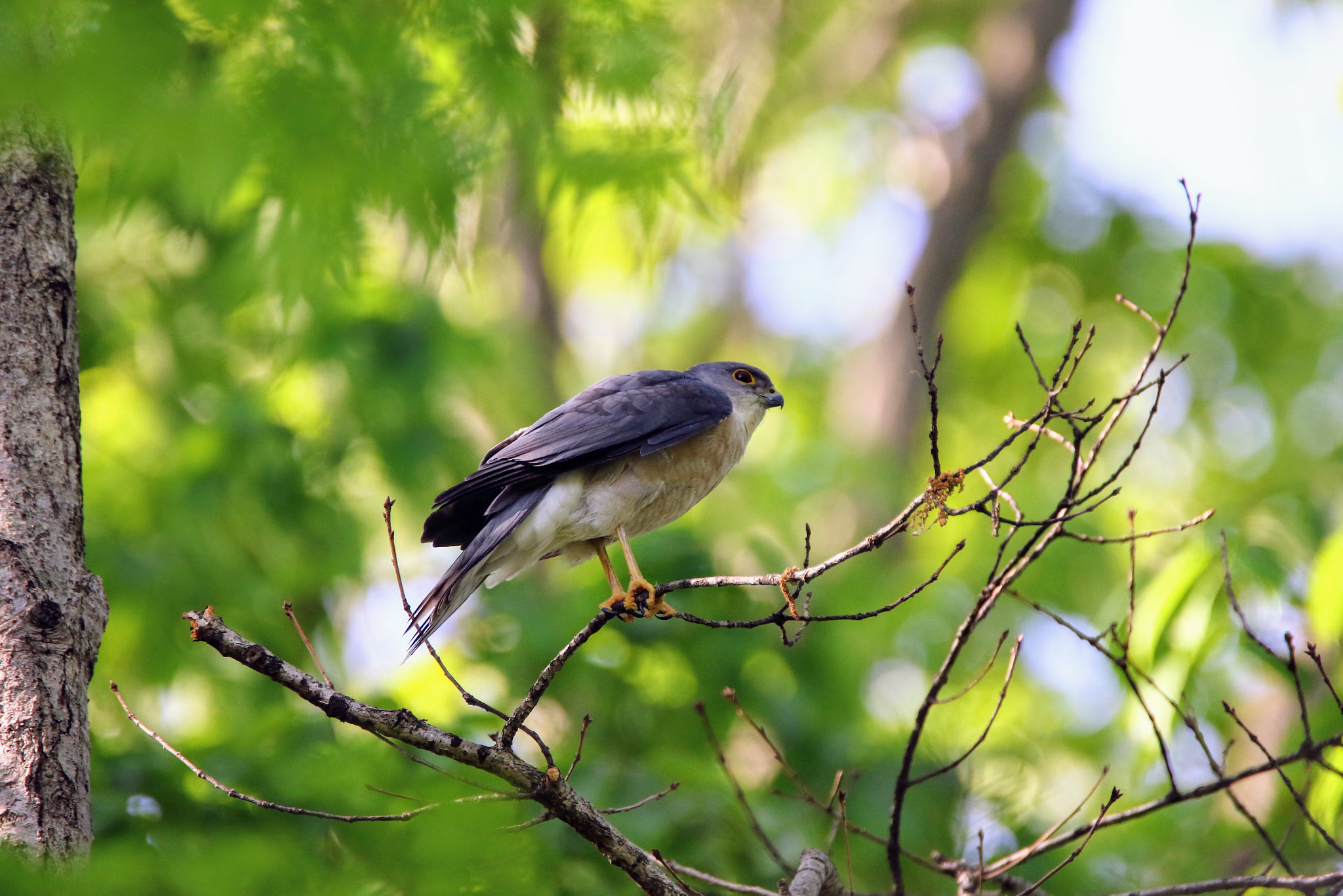 Tamron SP 150-600mm F5-6.3 Di VC USD sample photo. ツミ photography
