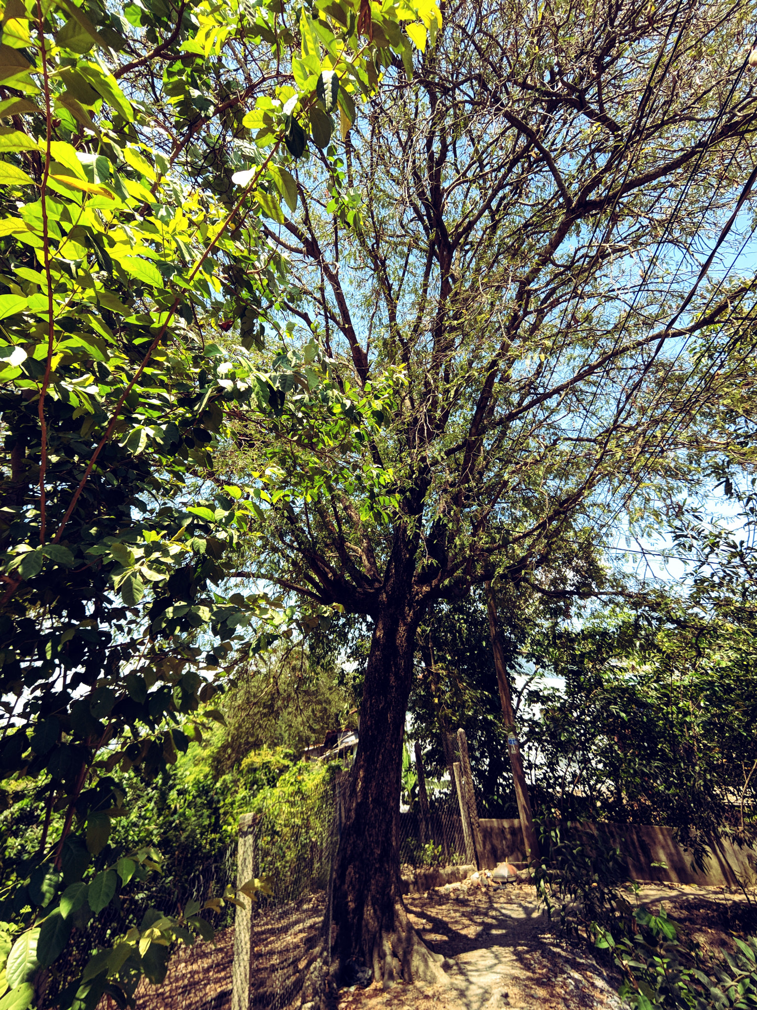 HTC U11 sample photo. Shadow tree photography
