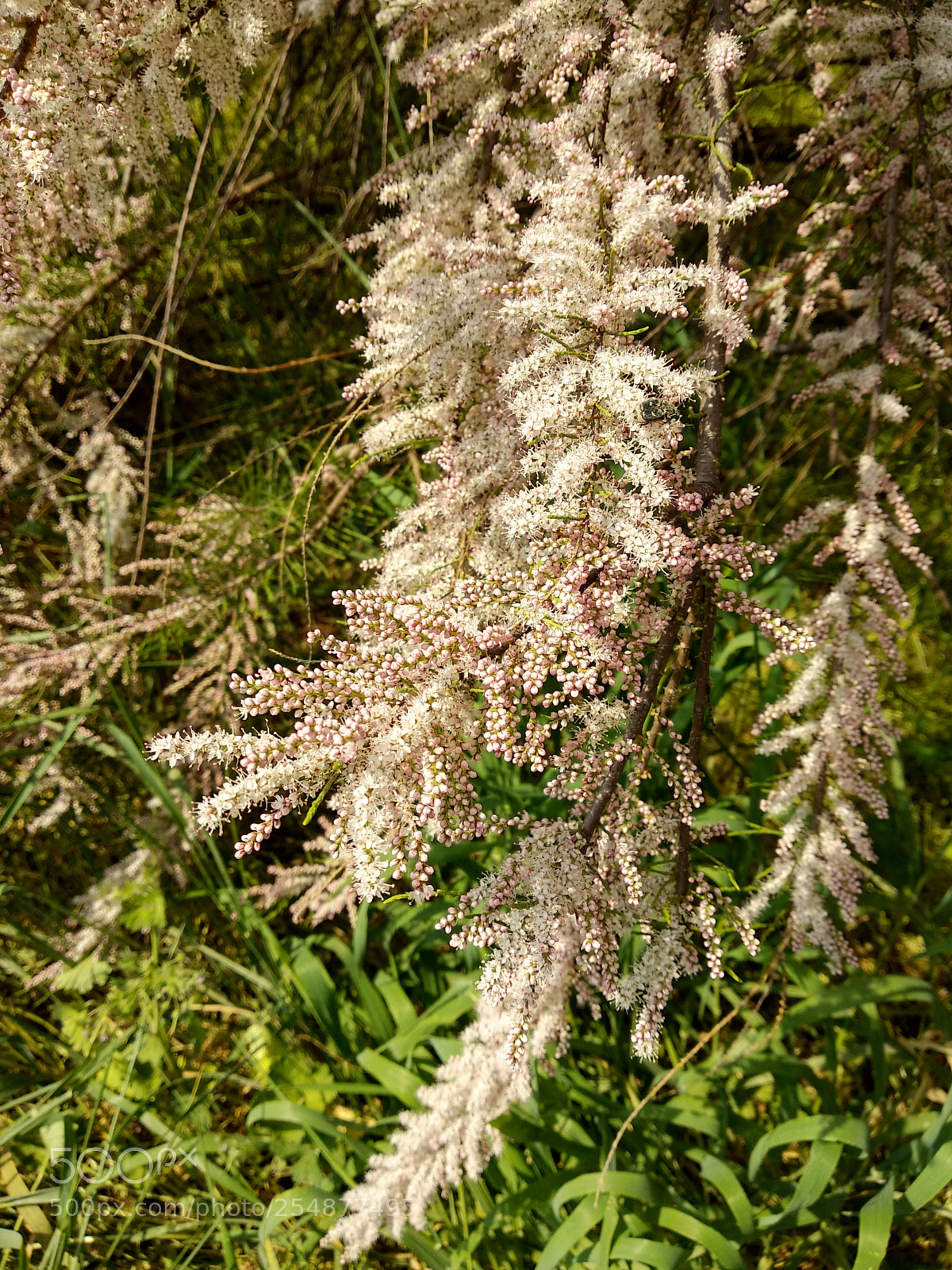 Xiaomi Mi A1 sample photo. Early blossom of spiraea photography