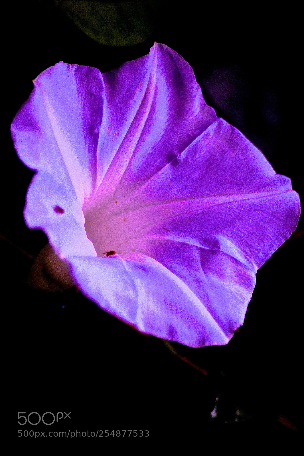 Nikon D7100 sample photo. Night bloom photography